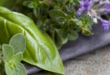 צמחי מרפא סיניים לטיפול בפוריות האישה – פרק ג'