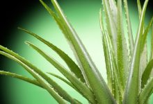 אלוורה – בית מרקחת של הטבע