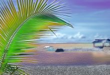 הדקל הננסי - לשיפור האון המיני