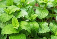 מליסה רפואית (Melissa officinalis)