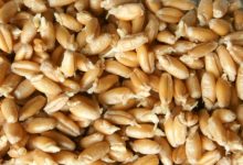 שמן נבט חיטה