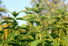 סירפד הכדורים (Urtica pilulifera)