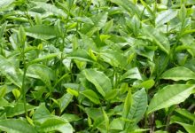 עץ התה האוסטרלי (Melaleuca alternifolia )