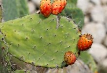צבר (Opuntia ficus indica)