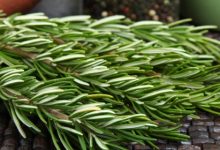 רוזמרין רפואי (Rosmarinus officinalis)