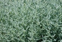 שיח (לענת המדבר)