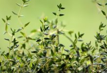 בת-קורנית פשוטה. צמח מרפא עם סגולות ריפוי רבות