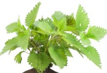 סירפד / סרפד - צמח מרפא בעל סגולות רבות