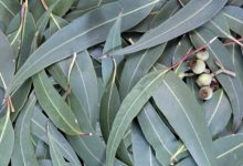 אקליפטוס (Eucaliptus globulus)