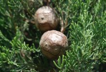 ברוש מצוי (Cupressus sempervirens)